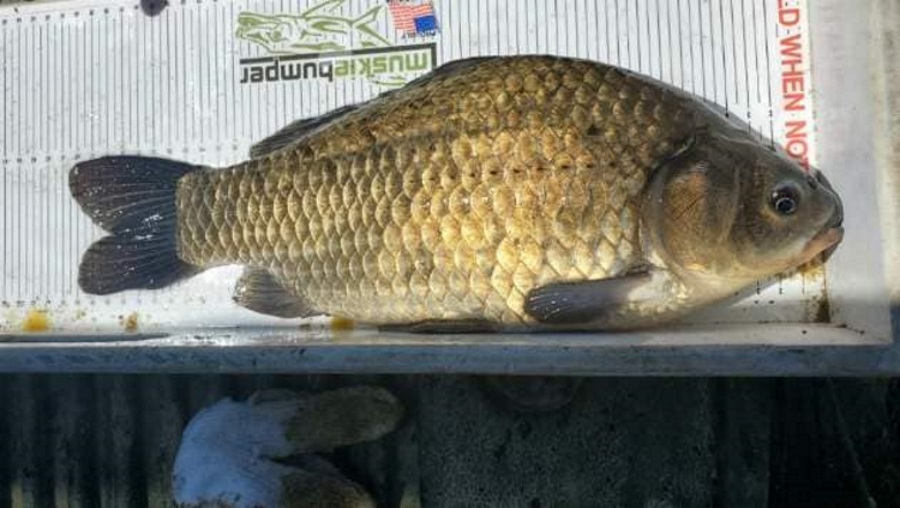 Invasive species framework released for Saskatchewan - DiscoverHumboldt
